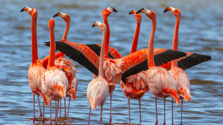 Flamingo