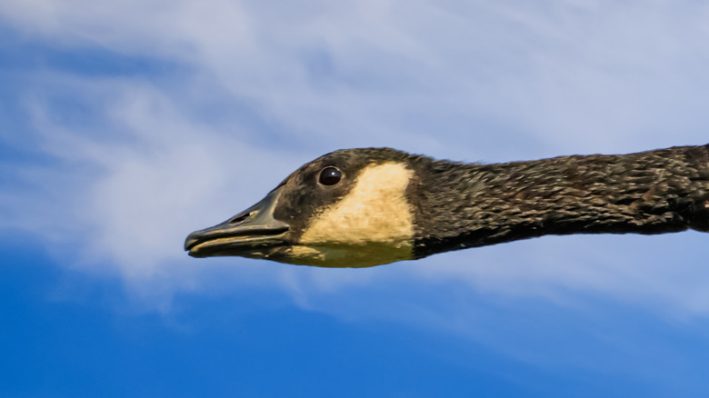 Why Do Geese Fly In A V Formation?