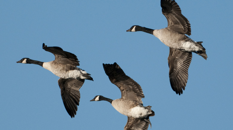 Geese in formation