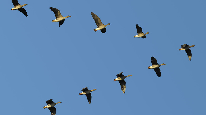 Why Do Geese Fly In A V Formation?