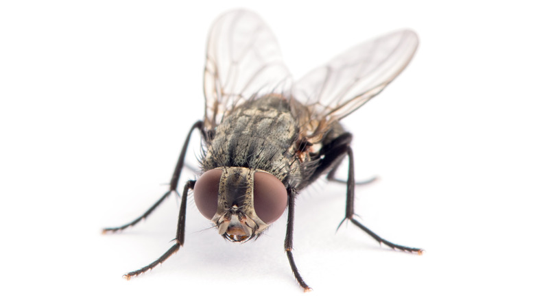 A house fly