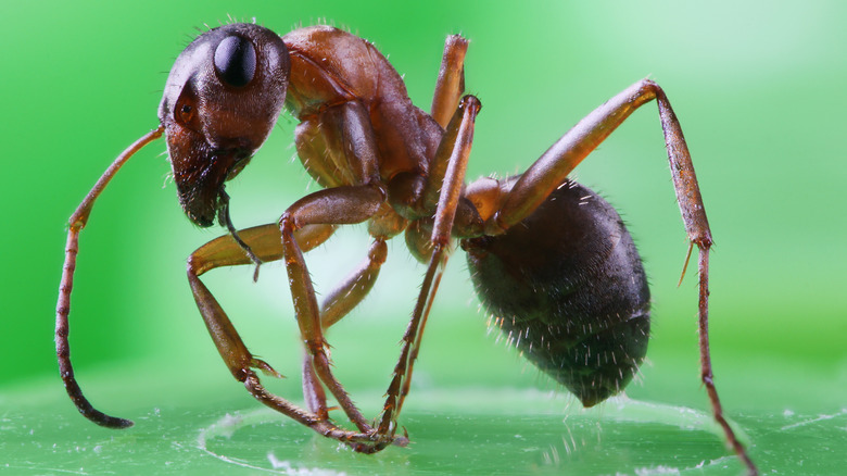 Carpenter ant