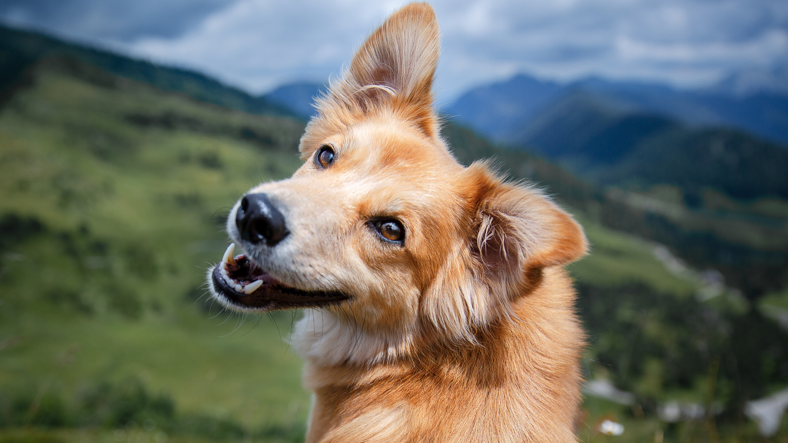 Why Do Smaller Dogs Live Longer Than Big Dogs Why Do Smaller Dogs Live Longer Than Big Dogs