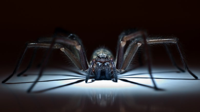 Scary spider