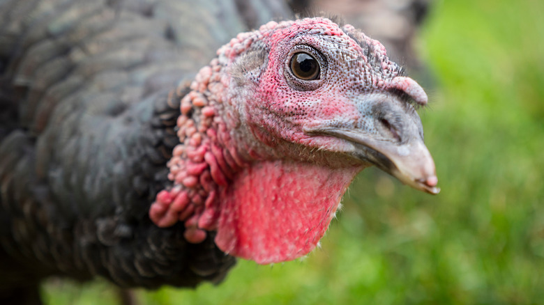 Male turkey with wattle