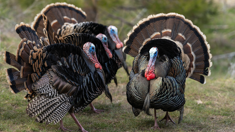 why-do-turkeys-have-wattles