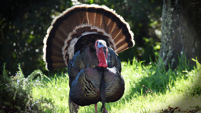 Large turkey outside