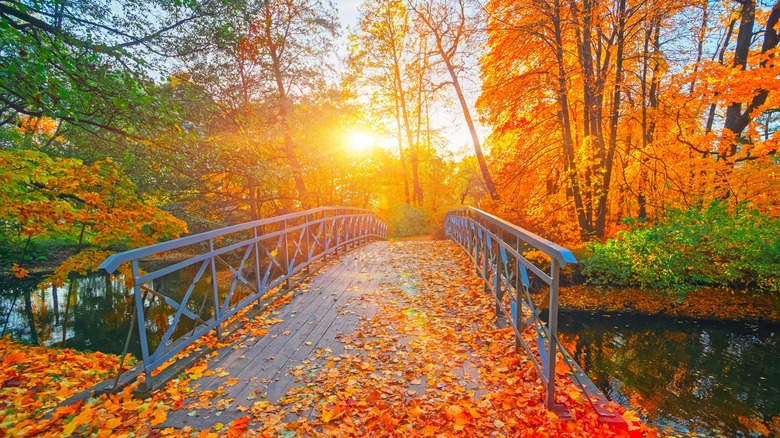 Autumn (or fall) road