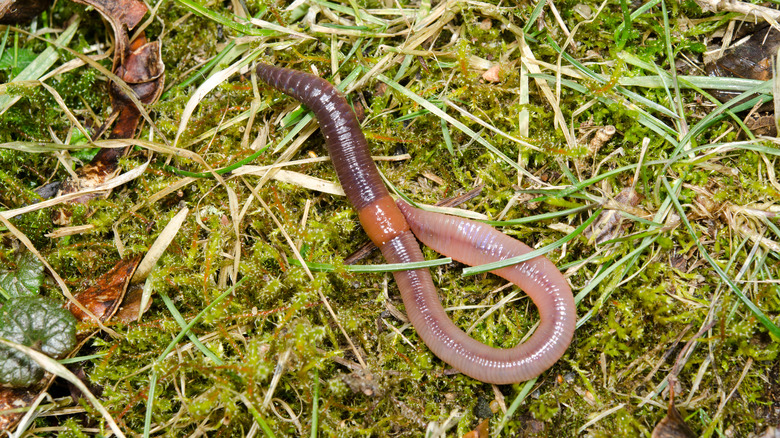 earthworm above ground