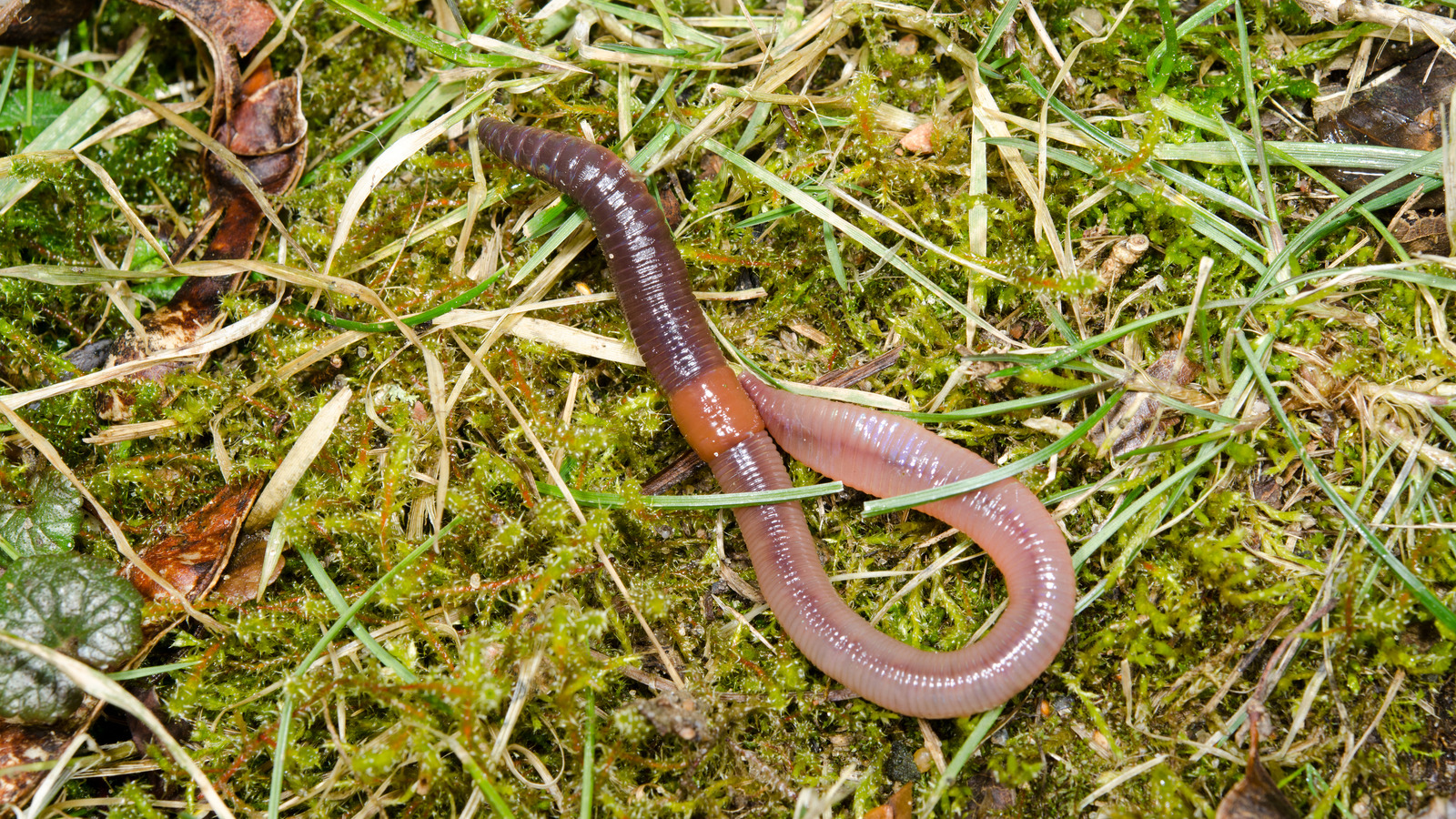 Why Do We See So Many Worms After A Rain