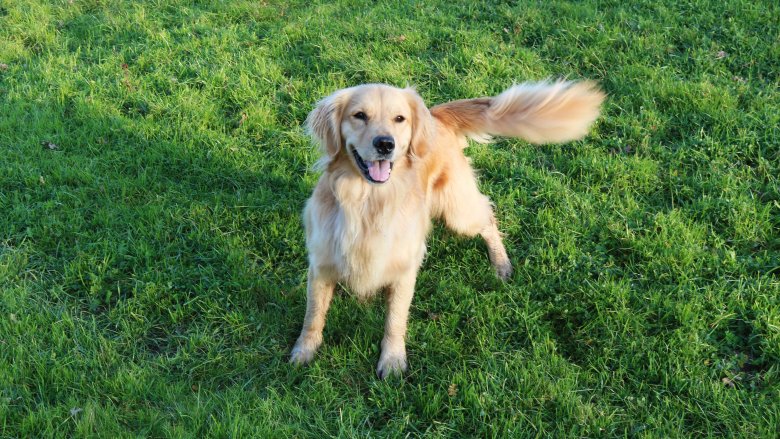 Dog wagging his tail
