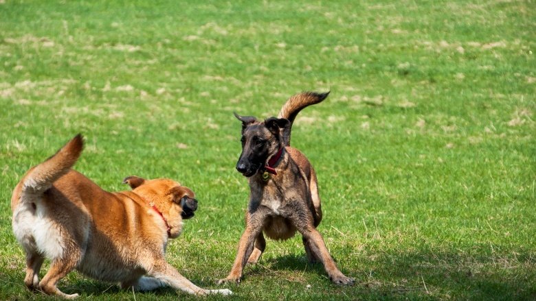dogs