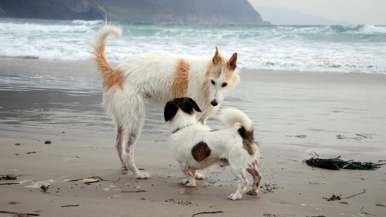 dogs