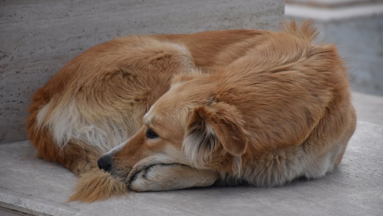 dogs