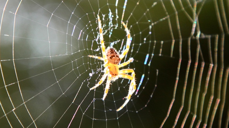 backlit spider on a web