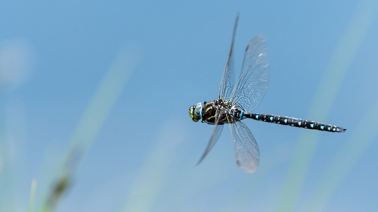 Dragonfly in flight