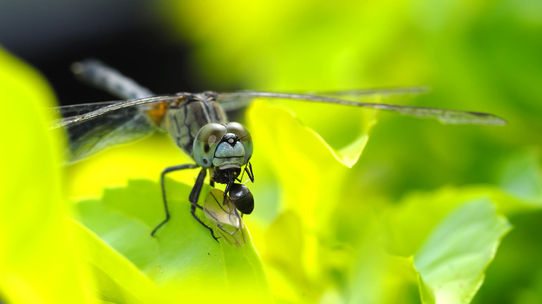 Dragonfly catching prey