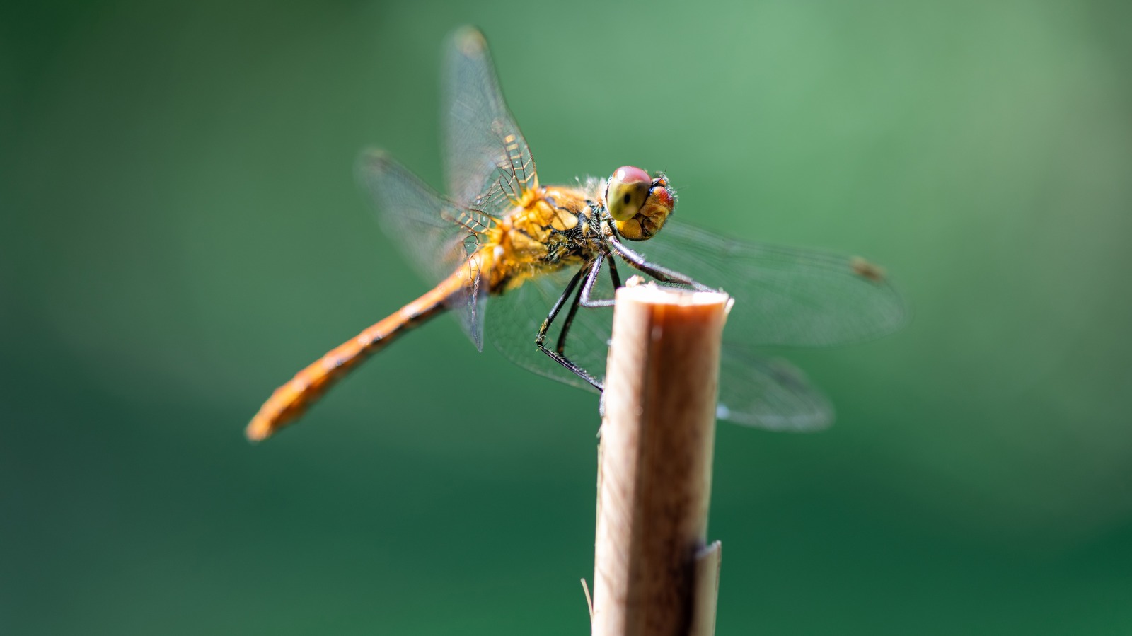 Why Dragonflies Are The World's Deadliest Hunters