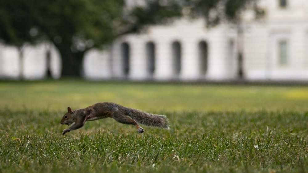 D.C. squirrel