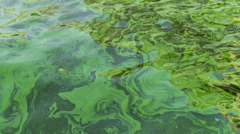 Algae blooms on water surface