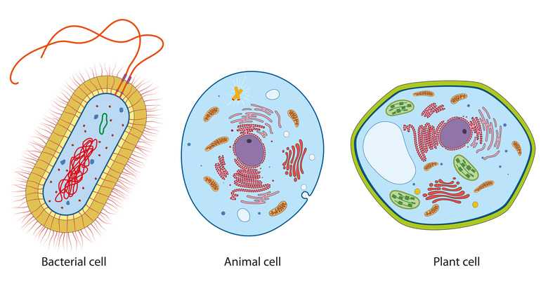 Interior cross-section eukaryotic cell