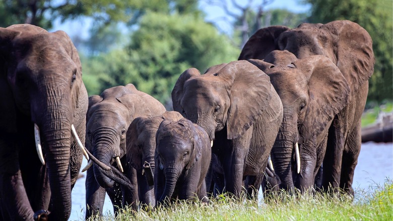 Elephant herd