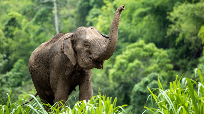 Elephant with trunk in air