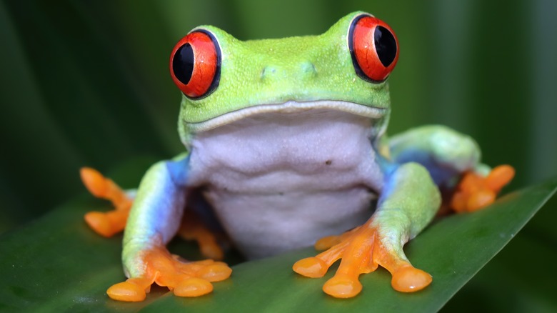 Frog looking at the camera