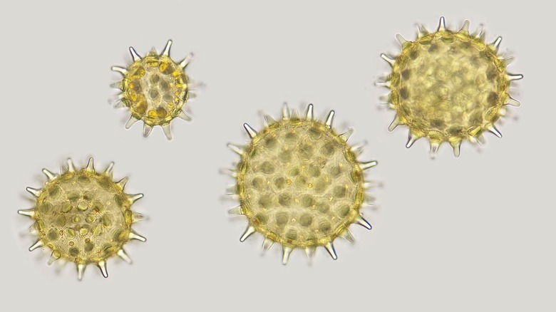 pollen spores under the microscope