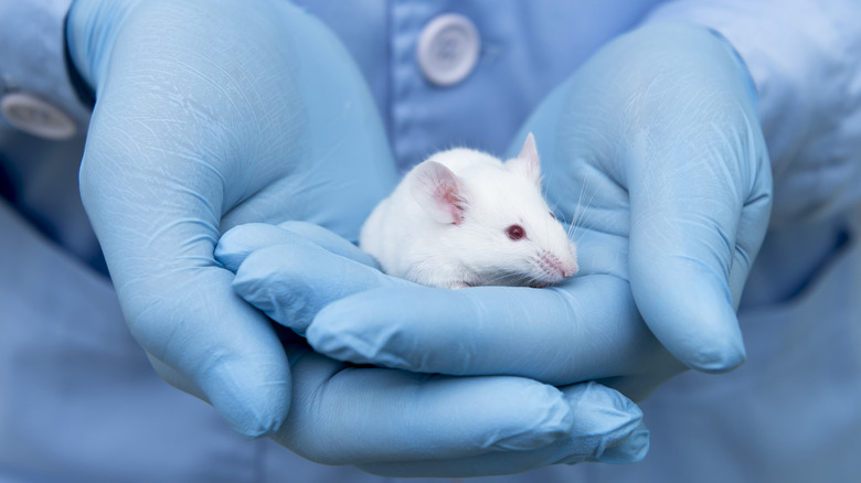 experimenter gloved hand holding mouse