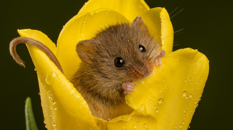 field mouse inside flower