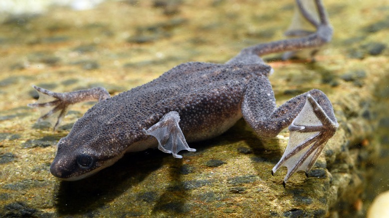 a frog on a log