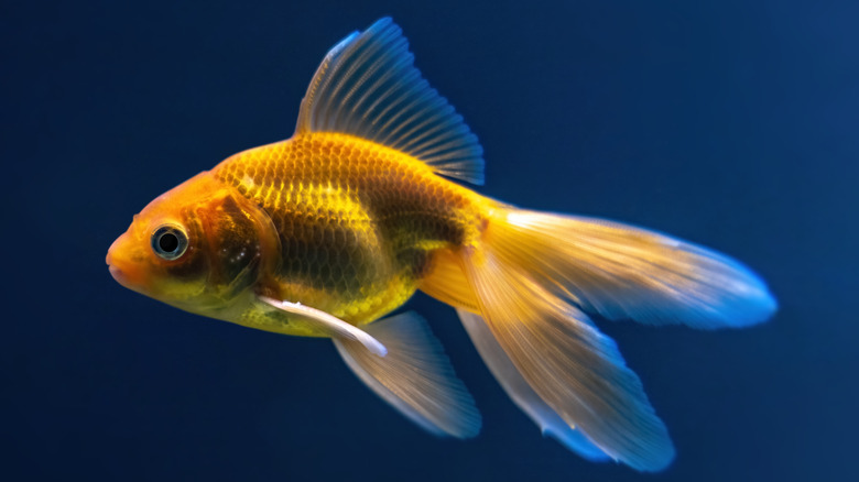 goldfish in water