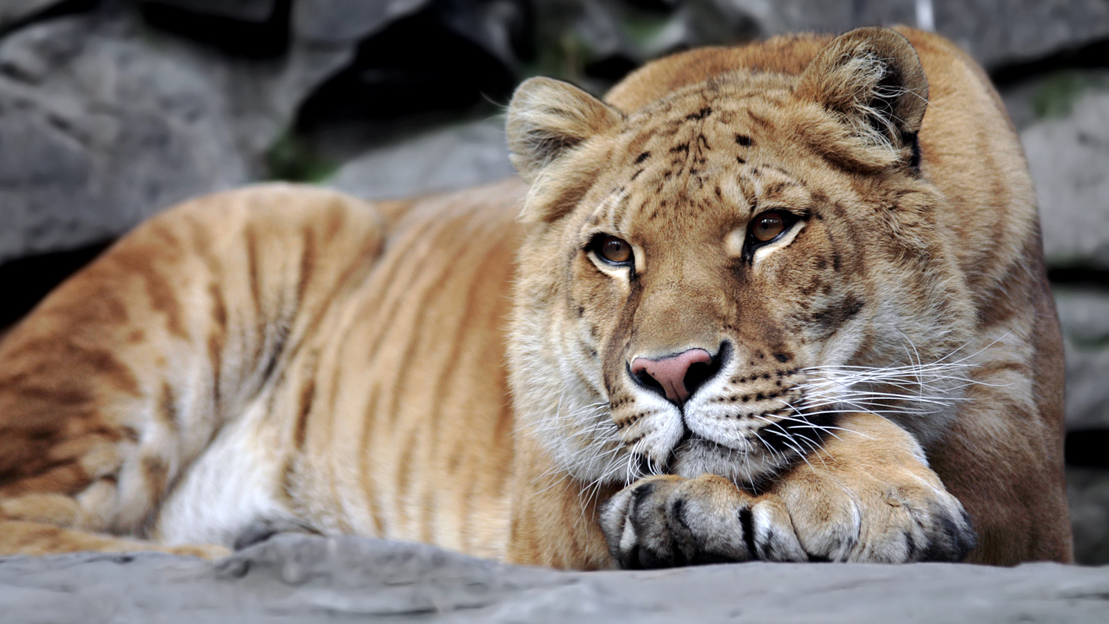 Why Hybrid Animals Are More Common Than You Think Why Hybrid Animals Are More Common Than You Think