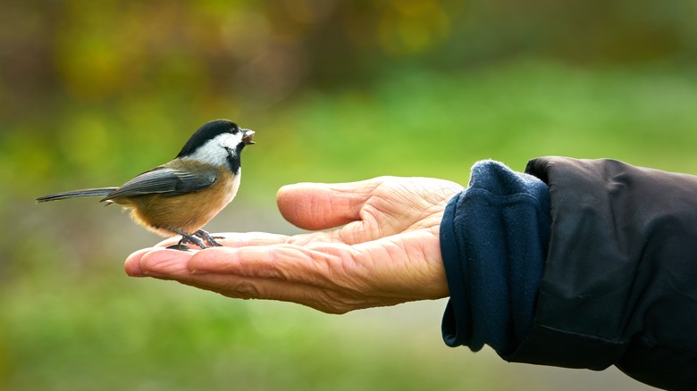 Hybrid Chickadee human hand