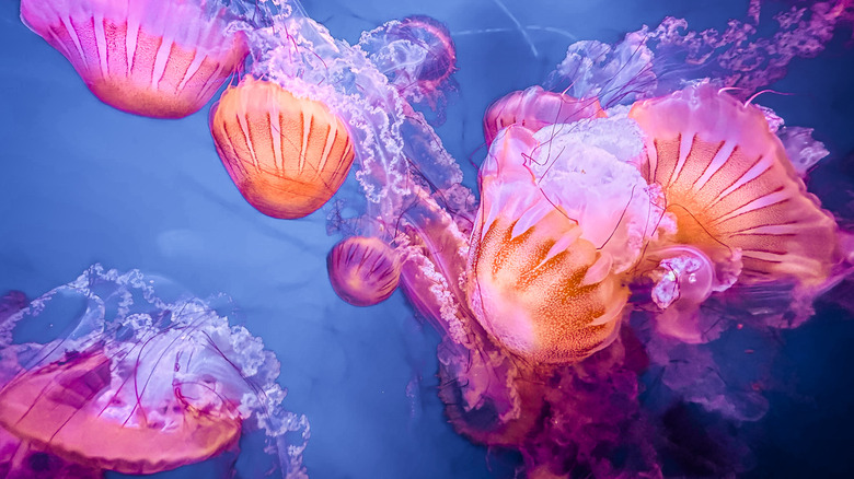 cluster of colorful jellyfish