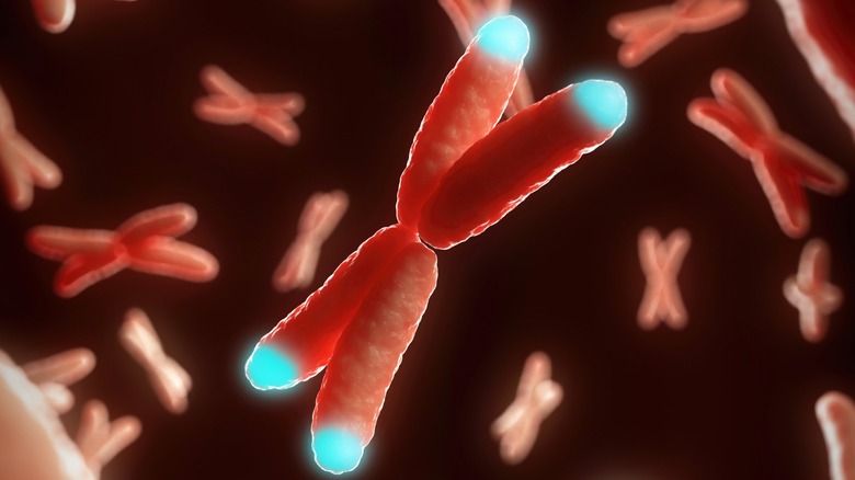 red chromosome with highlighted blue telomeres