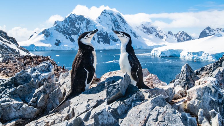 Penguins in Antarctica