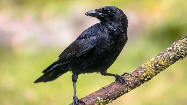 a crow on a branch