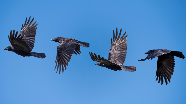 murder of crows