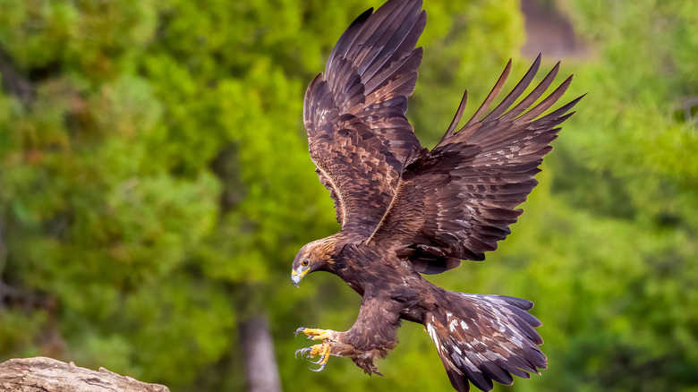 Golden eagle