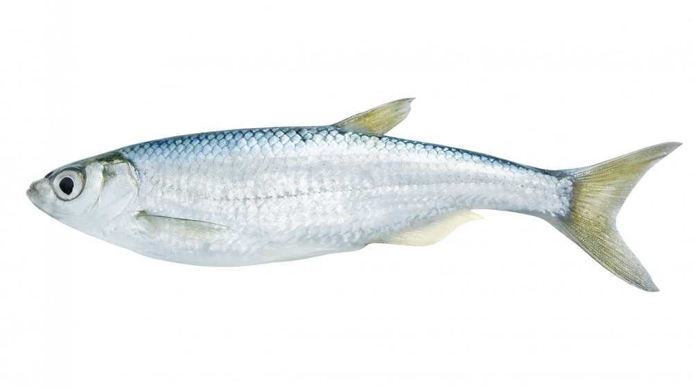 Small freshwater fish on white background