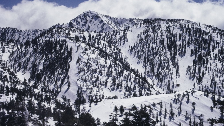Mt. Baldy 