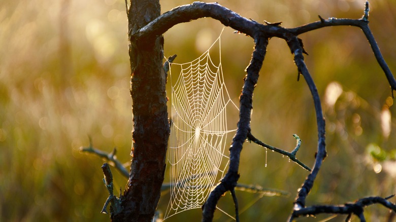 Spiderweb in branches 