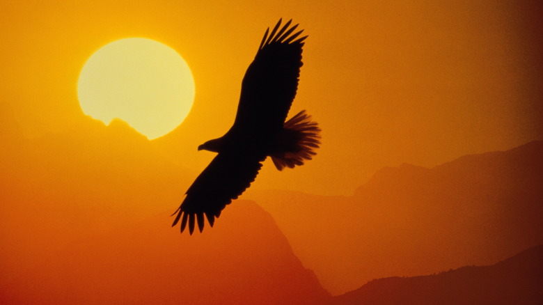 Golden eagle flying front of sun