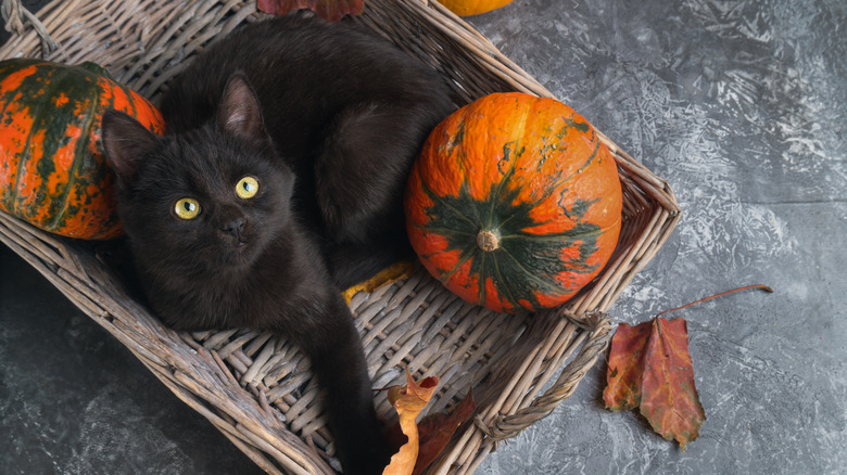 black cat with pumpkins