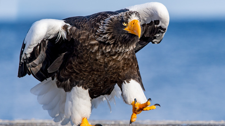 Steller's sea eagle