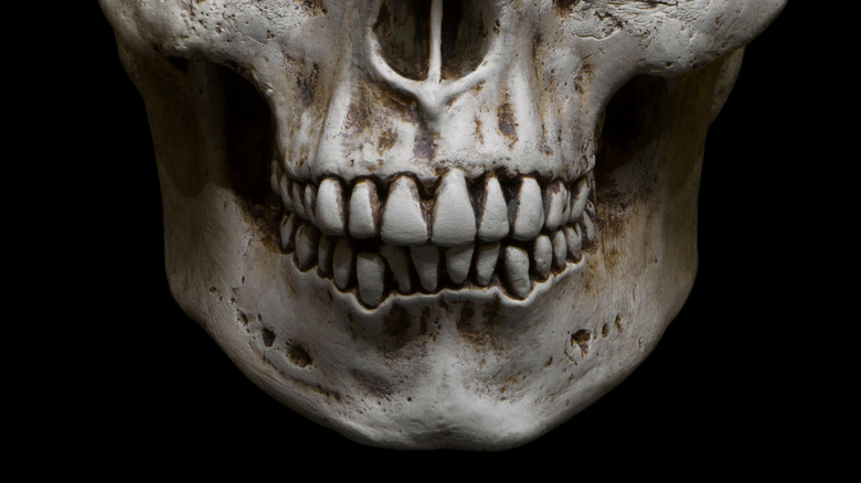 Human skeletal jaw
