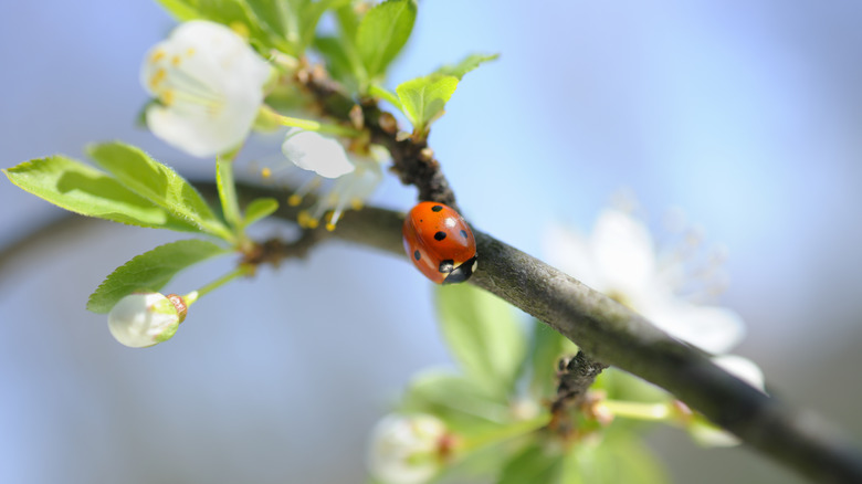 Ladybug crawling on leaf