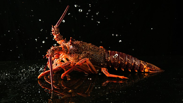 lobster under the water